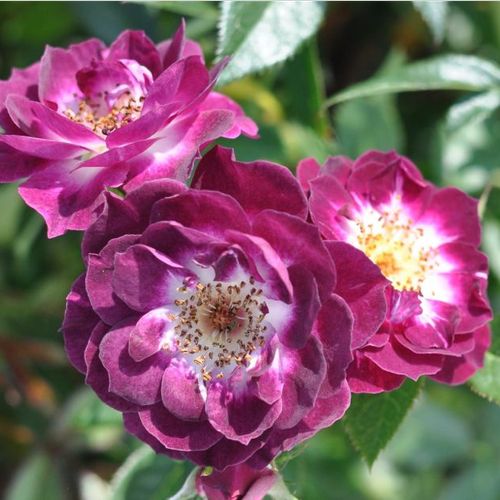 Rosa Wekwibypur - violett - weiß - zwergrosen